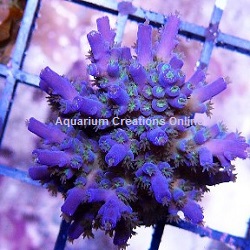 Picture of Blue Bottlebrush, Aquacultured by MIMF