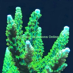 Picture of Blue Tip Evergreen Staghorn Acropora, Aquacultured by ACOL