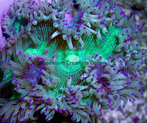 Picture of Aussie Elegance Coral