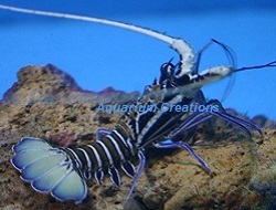 Live Saltwater Lobsters for Marine Aquariums