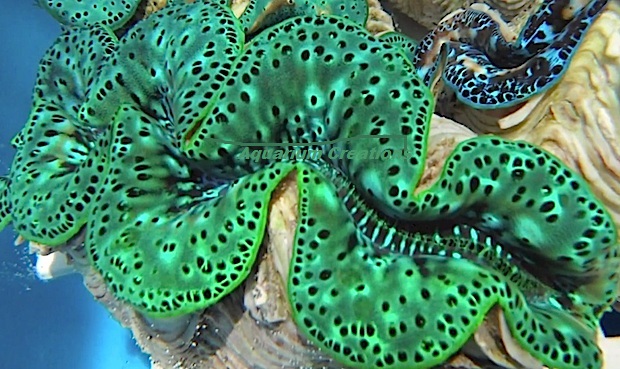 Saltwater Aquarium Green Maxima Clams 