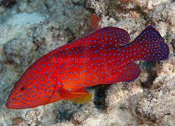 Red Spot Grouper Fish Stock Photo Adobe Stock, 43% OFF