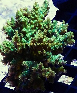 Picture of Marshall Island Green Fuzzy Acro,, Aquacultured by ORA®