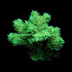 Aquacultured Green Marshall Island Gem Acropora Coral (Acropora sp.) - ORA