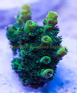 Picture of ORA Green Planet Acropora, Aquacultured by ORA®