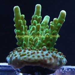 Picture of ORA Green Velvet, Aquacultured by ORA®