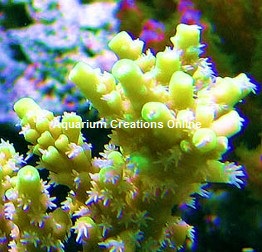 Picture of Aquacultured Yellow Fuzzy Acropora, by ORA®