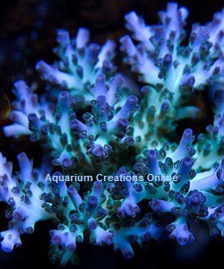 Picture of ORA Pearlberry Acropora, Aquacultured by ORA®