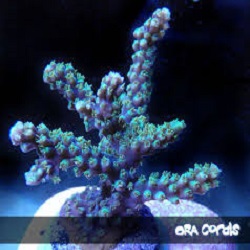 Picture of ORA Purple Plasma Acropora, Aquacultured by ORA®