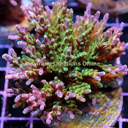 Aquacultured Marshall Island Purple & Green Acro Coral (Acropora
