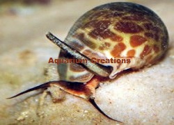 saltwater snails