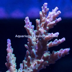 Picture of ORA Purple Nana Coral, Aquacultured by ORA®