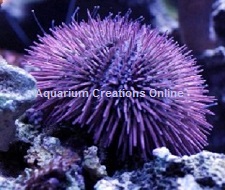 Aquarium Urchin Hats (Multiple Colour and Style combinations including UV  Neon)