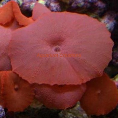 Red Mushroom Coral, sp.