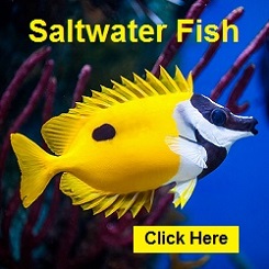 live saltwater fish