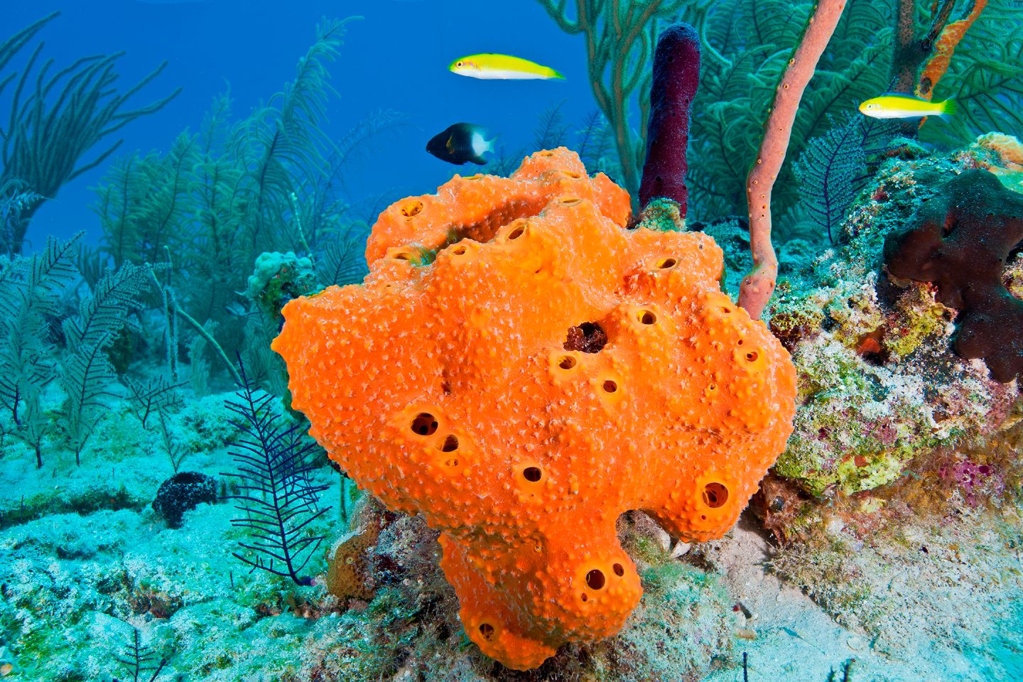 Ocean Spongessea Spongessponges For Saltwater Aquariums