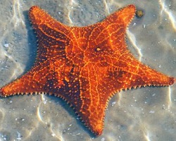 Marble Starfish Basics  Tropical Fish Hobbyist Magazine
