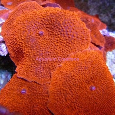 Super Red Coral, Discosoma sp.