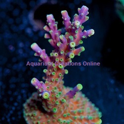 Picture of Purple Tri-Color Valida Acropora, Aquacultured by ACOL