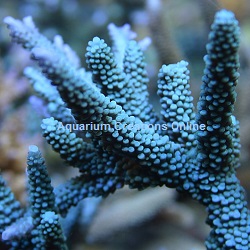 Picture of Turquoise Staghorn Acropora, Captive Grown Acropora striata