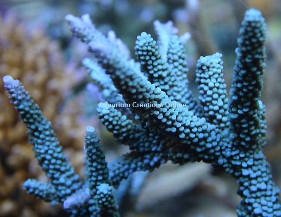 Aqua Blue FAUX Finger Staghorn Coral - Acropora Humilis - (1