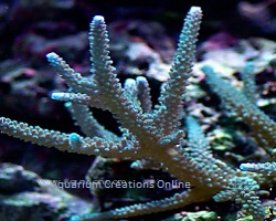 Aquacultured Assorted Green Acropora Coral (Acropora sp.) - ORA 