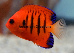 Picture of Flame Angelfish, Centropyge loriculus, Marshall Islands