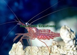 which peppermint shrimp eat aiptasia