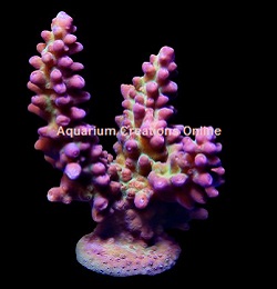 Picture of Marshall Island Pink & Green Acropora - Aquacultured by MIMF